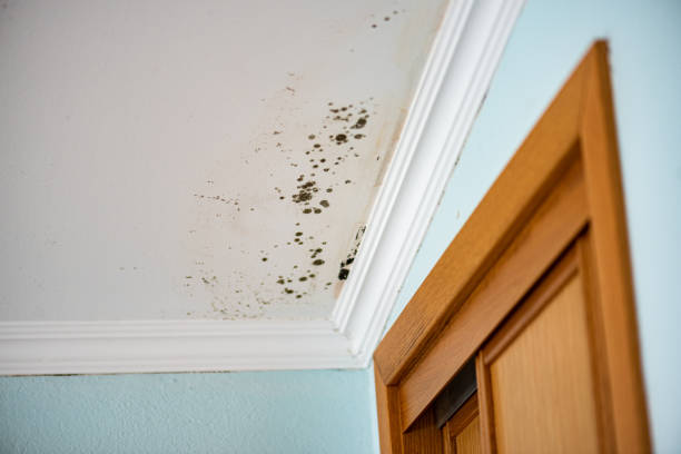 Best Emergency Mold Remediation in Milliken, CO