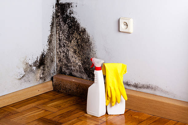 Best Post-Flood Mold Remediation in Milliken, CO