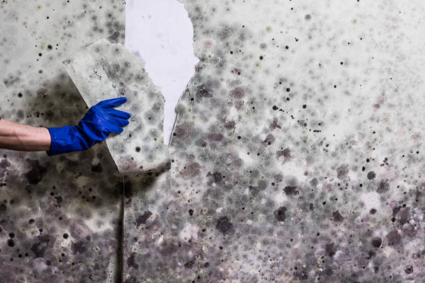 Best Industrial Mold Remediation in Milliken, CO