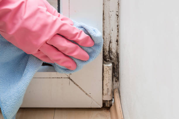 Best Black Mold Remediation in Milliken, CO